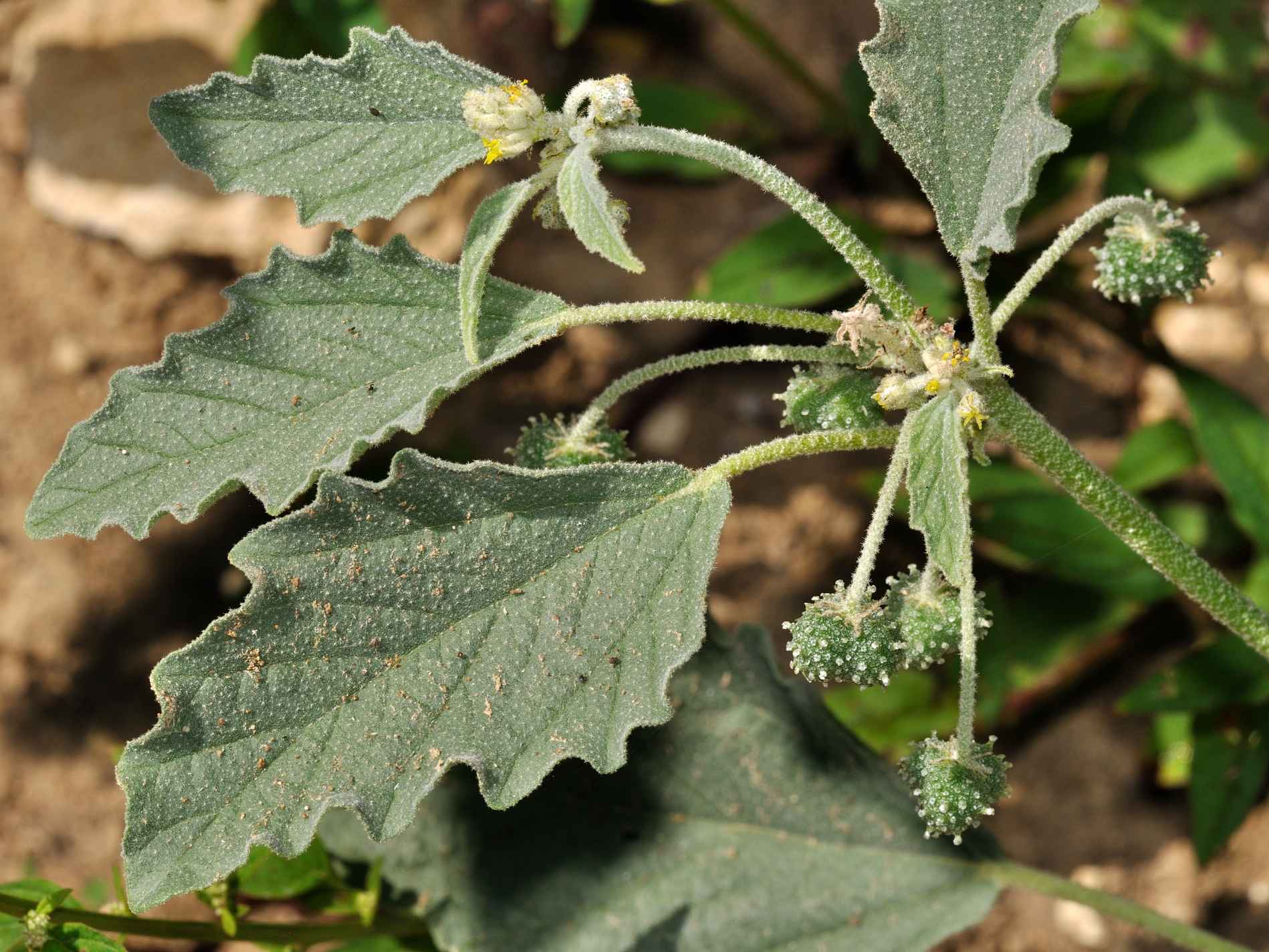 Chrozophora tinctoria / Tornasole comune